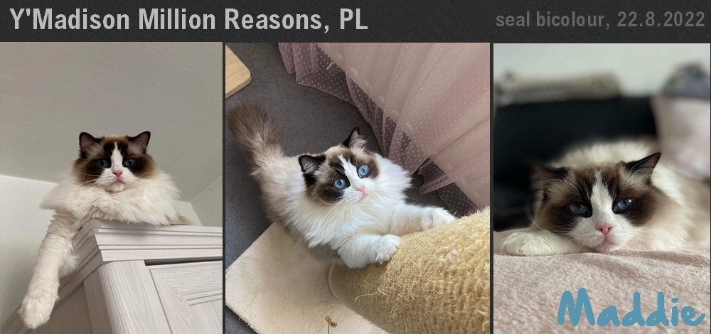maddison.jpg, 321kB