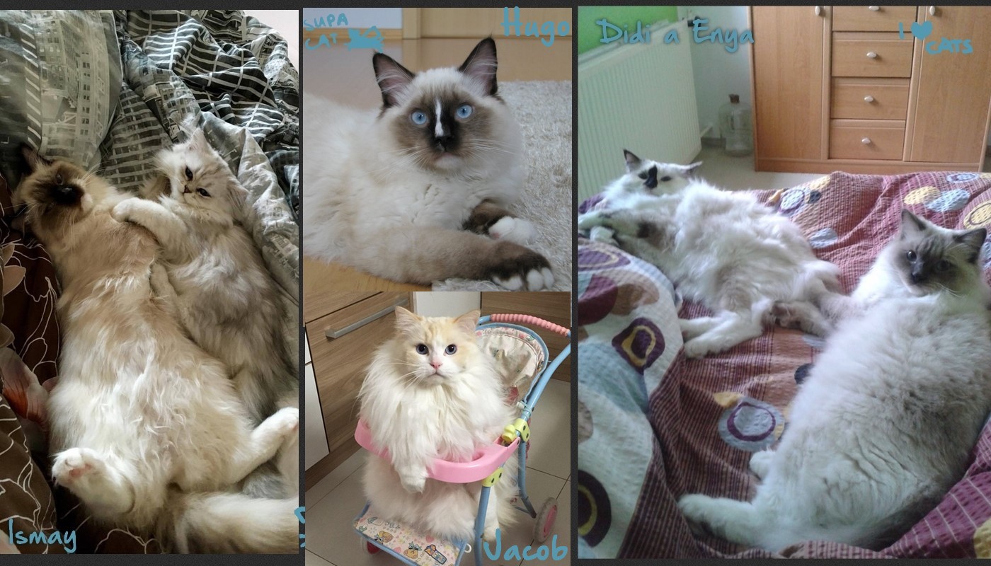 mimi5.2.jpg, 271kB